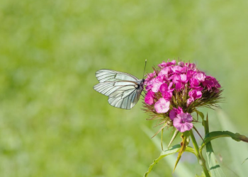 Inspirasi dari Putri Rasulullah, Fatimah