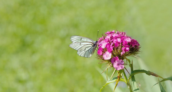 Inspirasi dari Putri Rasulullah, Fatimah