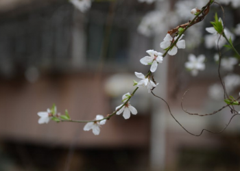 Syahidnya Khalifah Abu Bakar