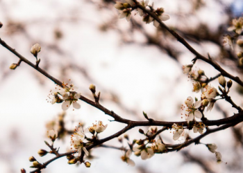 Tafsir Surat Al-Baqarah Ayat 23