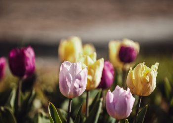 Tafsir Surat Al-Baqarah Ayat 25, Balasan untuk Orang Beriman