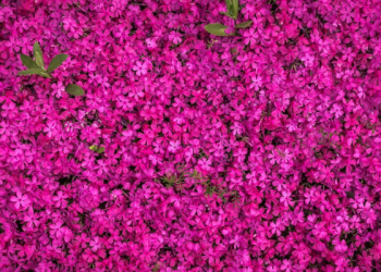 Kezaliman tak akan Selamanya