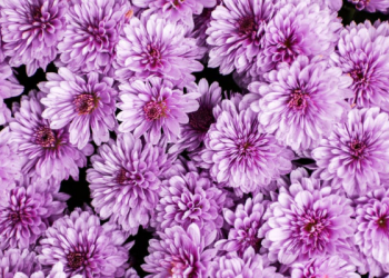 Mengenal Sultan Abdul Hamid II dan Reformasi yang Dilakukan