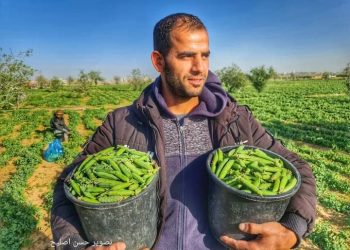 Rakyat Palestina Panen Kacang Ercis, Ini Penampakannya