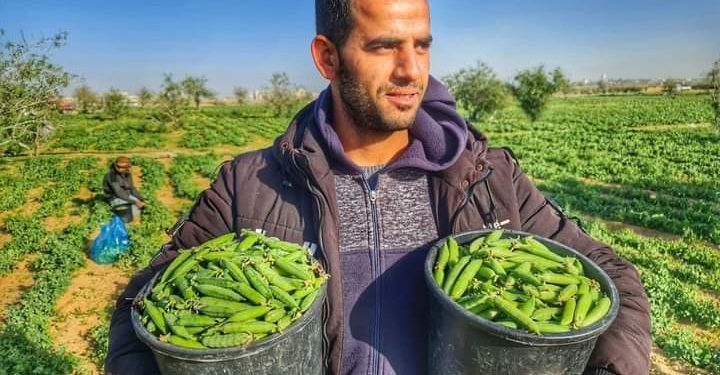 Rakyat Palestina Panen Kacang Ercis, Ini Penampakannya