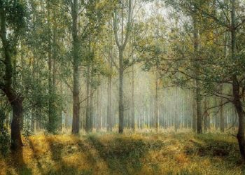 Lima Manfaat Liburan ke Hutan