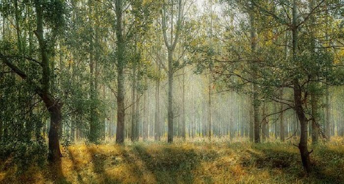 Lima Manfaat Liburan ke Hutan