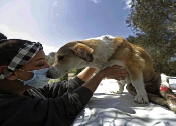 Krisis Ekonomi Membuat Hewan Peliharaan di Lebanon Kehilangan Tempat Tinggal
