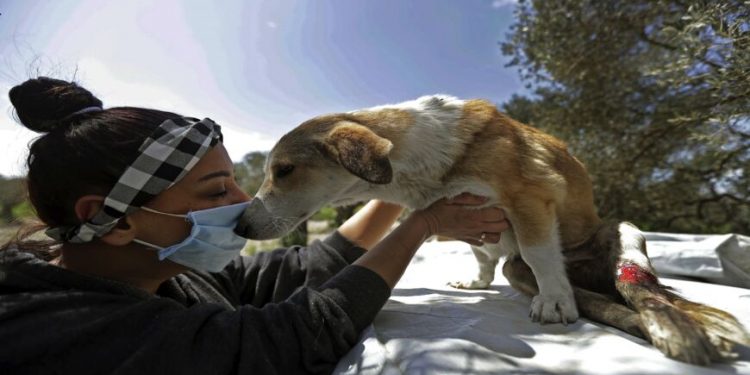 Krisis Ekonomi Membuat Hewan Peliharaan di Lebanon Kehilangan Tempat Tinggal