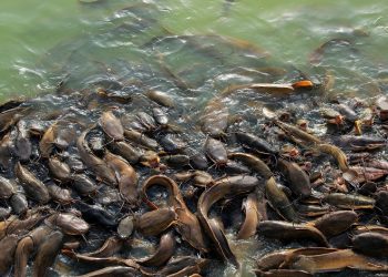 Status Lele Pemakan Ayam Tiren