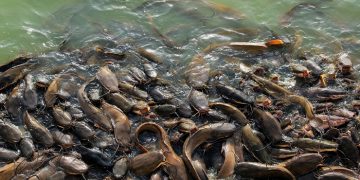 Status Lele Pemakan Ayam Tiren