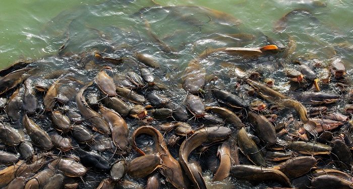 Status Lele Pemakan Ayam Tiren