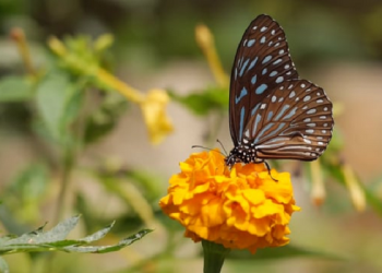 Kekaguman Umar kepada Sa'ad bin Abi Waqqash