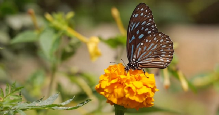 Kekaguman Umar kepada Sa'ad bin Abi Waqqash