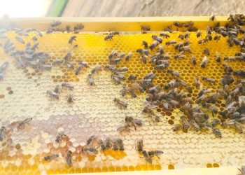 Ibu Enam Anak Asal Saudi Ini Temukan Kesuksesan dari Peternakan Lebah