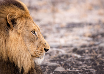 Singa yang Menyembunyikan Kukunya