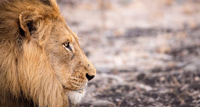Singa yang Menyembunyikan Kukunya