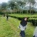 menyebar