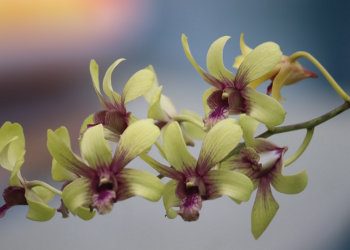 Kiprah Politik Muslimah di Masa Awal Islam