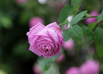 Anugerah Allah kepada Abdullah bin Masud