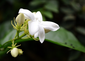 Akhir Hayat Said bin Amir