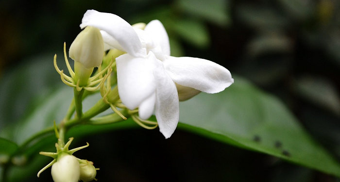 Akhir Hayat Said bin Amir