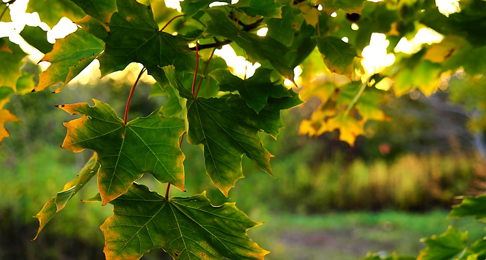Mengenal Sosok 'Ubadah bin Shamit