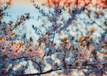 Surat Al-Fatihah Ayat 2, Segala Puji bagi Allah