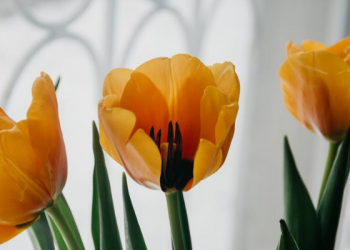 Kemajuan Islam pada Masa Sultan Murad III