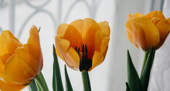 Kemajuan Islam pada Masa Sultan Murad III