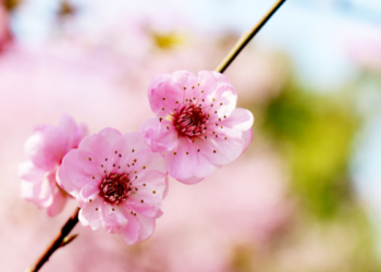 Dianjurkan Dibaca pada Malam Jumat dan Hari Jumat, ini Keutamaan Surat Al-Kahfi