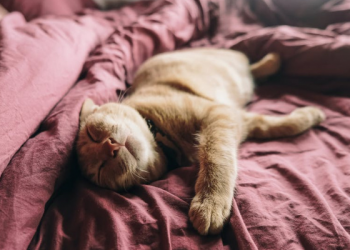 Bedanya Rasa Malas dan Lelah