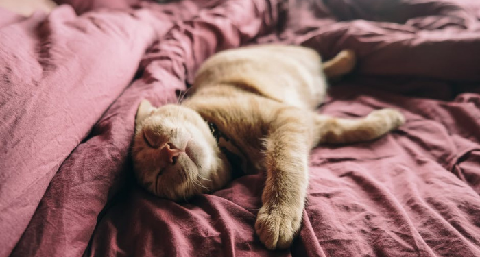 Bedanya Rasa Malas dan Lelah