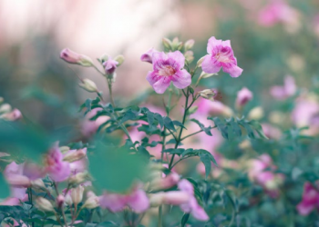 Tafsir Surat An-Nisa Ayat 48, Allah Tidak Mengampuni dan juga Mengampuni Dosa