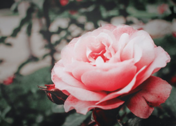 Dari Asiyah Kita Belajar