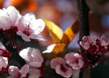 Tuduhan kepada Sultan Abdul Hamid II