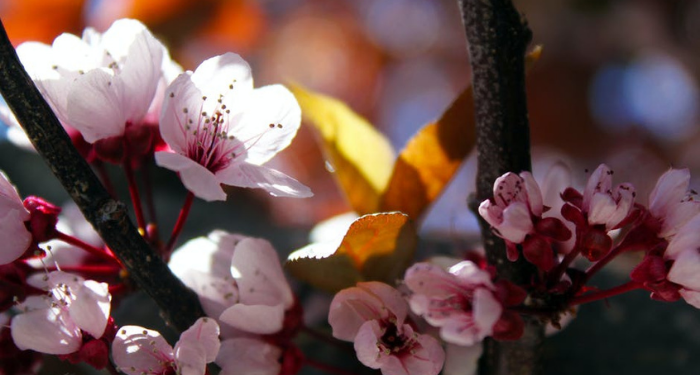 Tuduhan kepada Sultan Abdul Hamid II