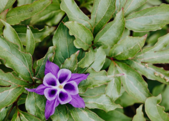 Nadzor, Melihat Calon Pasangan yang Ingin Dinikahi