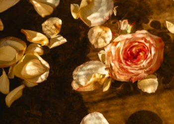 Tekad Imam Bukhari dalam Menyebarkan Ilmu