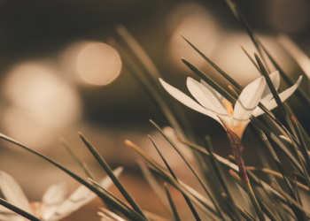 Tiga Kisah tentang Pentingnya Arahan Ulama (2)