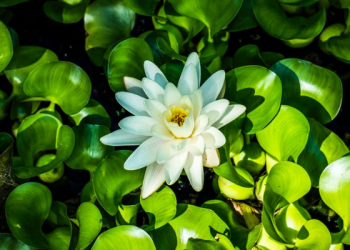 Tiga Kisah tentang Pentingnya Arahan Ulama (1)