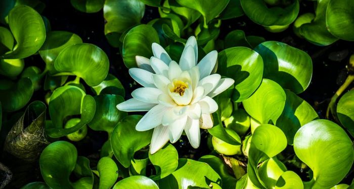 Tiga Kisah tentang Pentingnya Arahan Ulama (1)