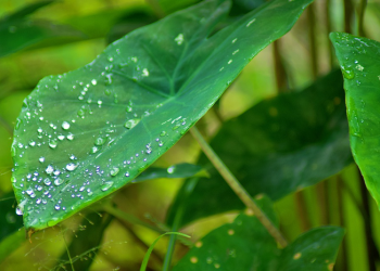 Kesan Para Shahabat tentang Muadz bin Jabal (2)