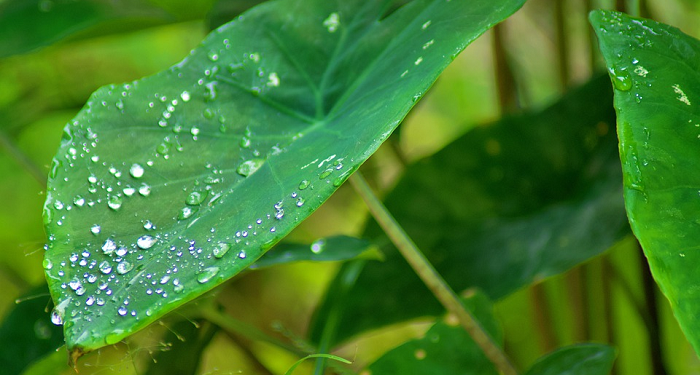 Kesan Para Shahabat tentang Muadz bin Jabal (2)