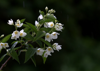 Cita-Cita Urwah bin Zubair (3)