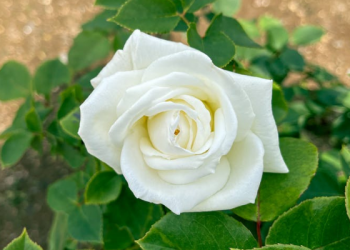 Amal Mengubah Takdir