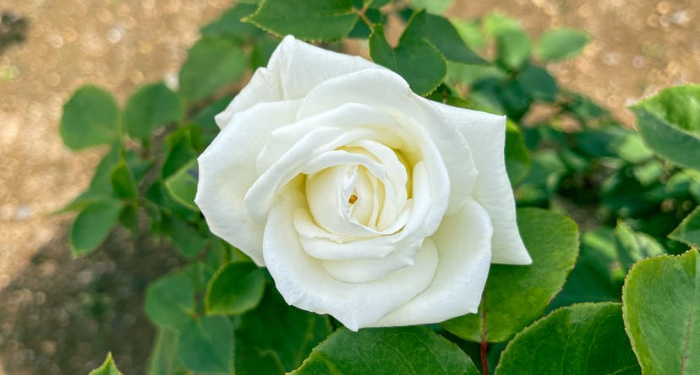 Amal Mengubah Takdir