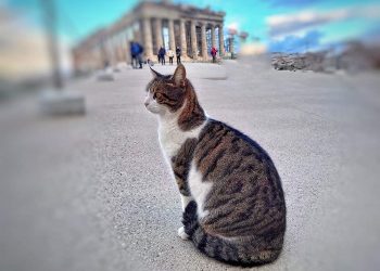 Cats of Greece, Surga Kucing di Yunani
