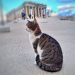 Cats of Greece, Surga Kucing di Yunani