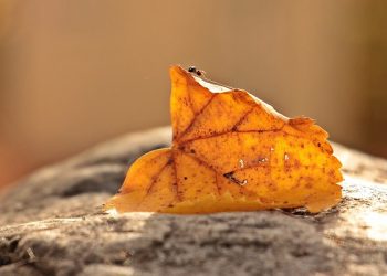 Faedah Surat Yasin, Segala Sesuatu Dicatat di Lauhul Mahfuzh